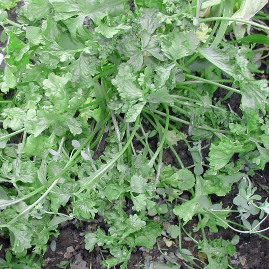 Wrinkled Crinkled Cress Seeds | Heirloom Non-GMO | Fast-Growing Edible Greens | Lepidium sativum