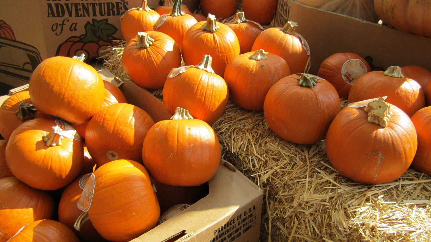 Sugar Pie Pumpkin Seeds - 7 Seeds - Sweet for Pies - Cucurbita pepo - Small & Round