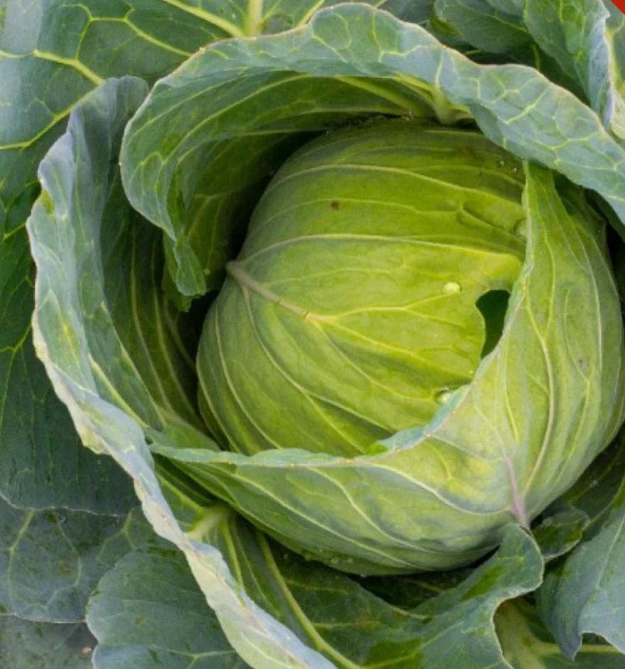 Golden Acre Cabbage Seeds - Bulk 2,000 Heirloom Non-GMO Seeds - Brassica oleracea