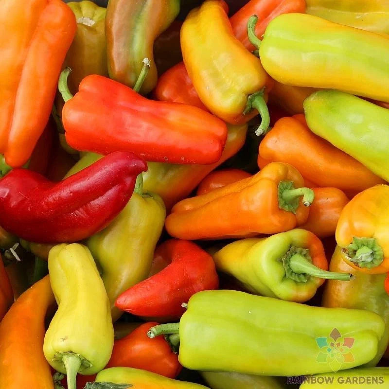 Cubanelle Sweet Pepper Seeds - 25+ Pack for Garden Planting - Capsicum annuum - USA Grown