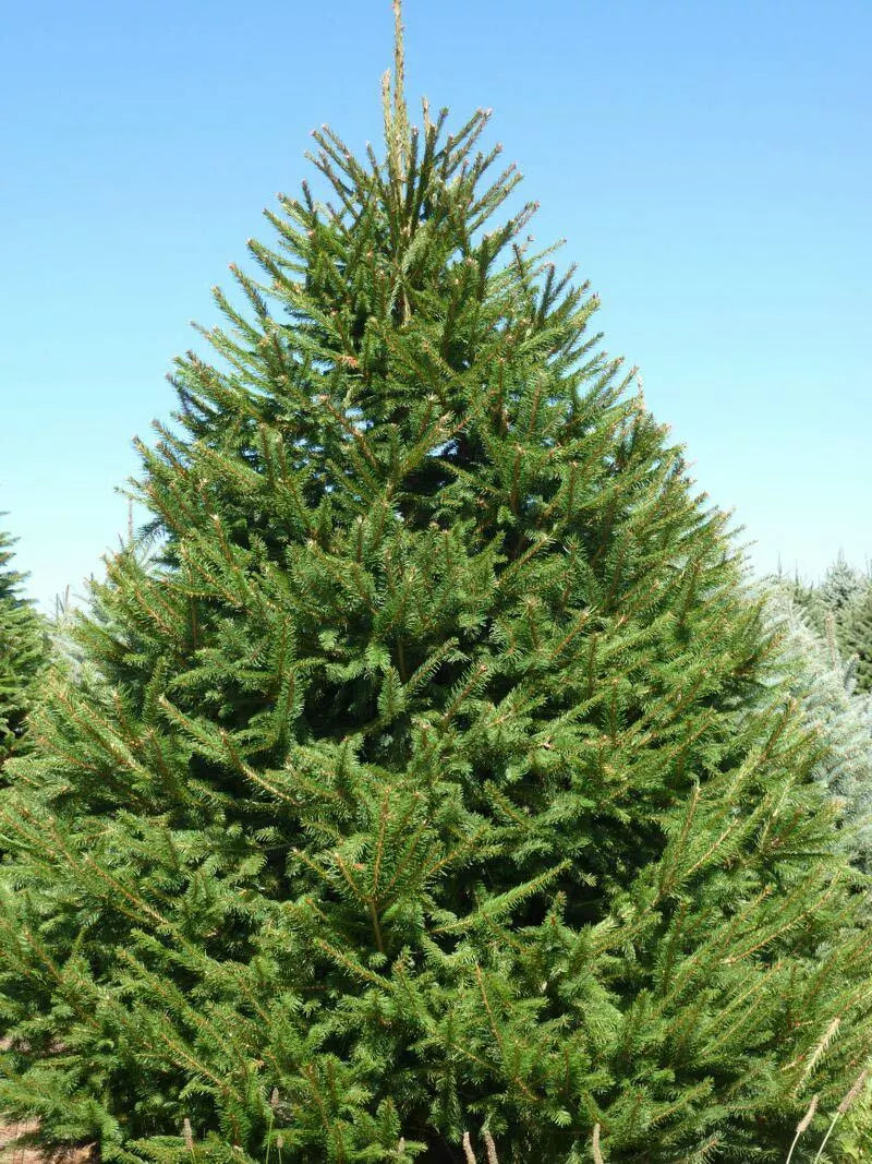 Norway Spruce Tree Live Plant 8-16 Inches Bare Root Picea abies Drought Tolerant Wildlife Habitat Zones 3-7