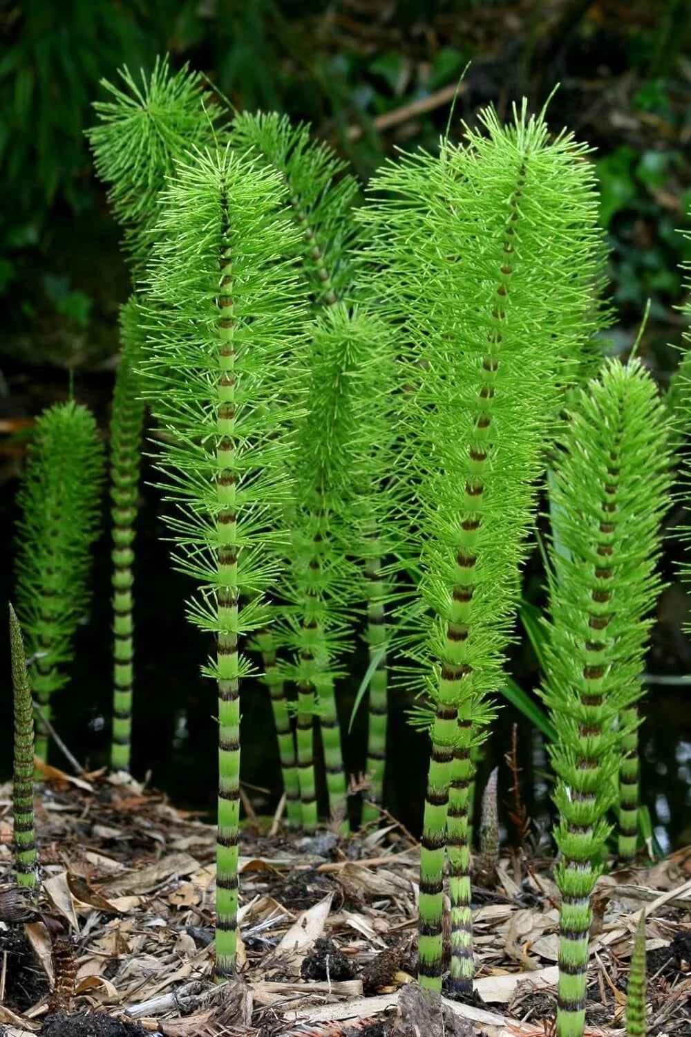 Horsetail Plant Cuttings - 10 Unrooted Equisetum Cuttings for Aquatic Features, Koi Ponds - Perfect for Water Gardens