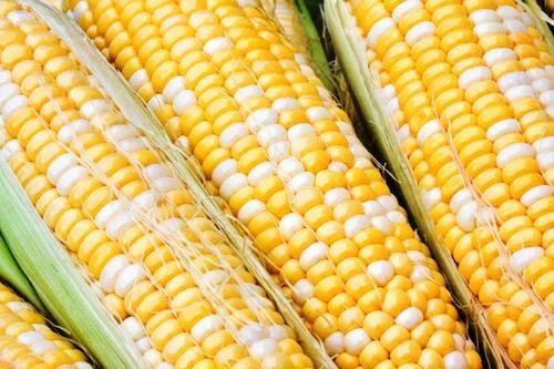 Sweet Corn Seed - Essence Variety - Organic Fresh Seeds - Zea mays - FREE SHIPPING