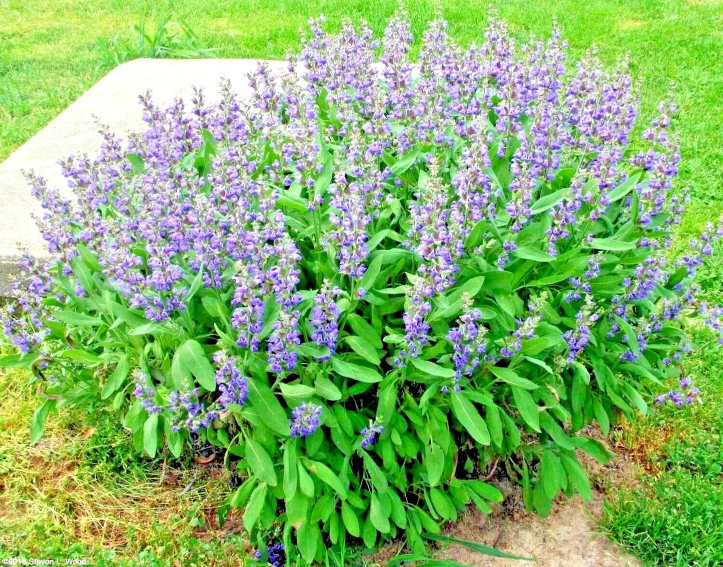 Culinary Sage Seeds - Organic Broadleaf Kitchen Herb for Garden & Container - Salvia officinalis - 200+ Seeds