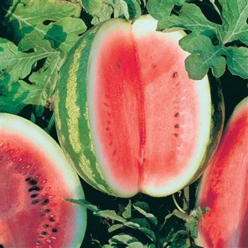 Crimson Sweet Watermelon Seeds - 20 Fresh Premium Seeds - Citrullus lanatus