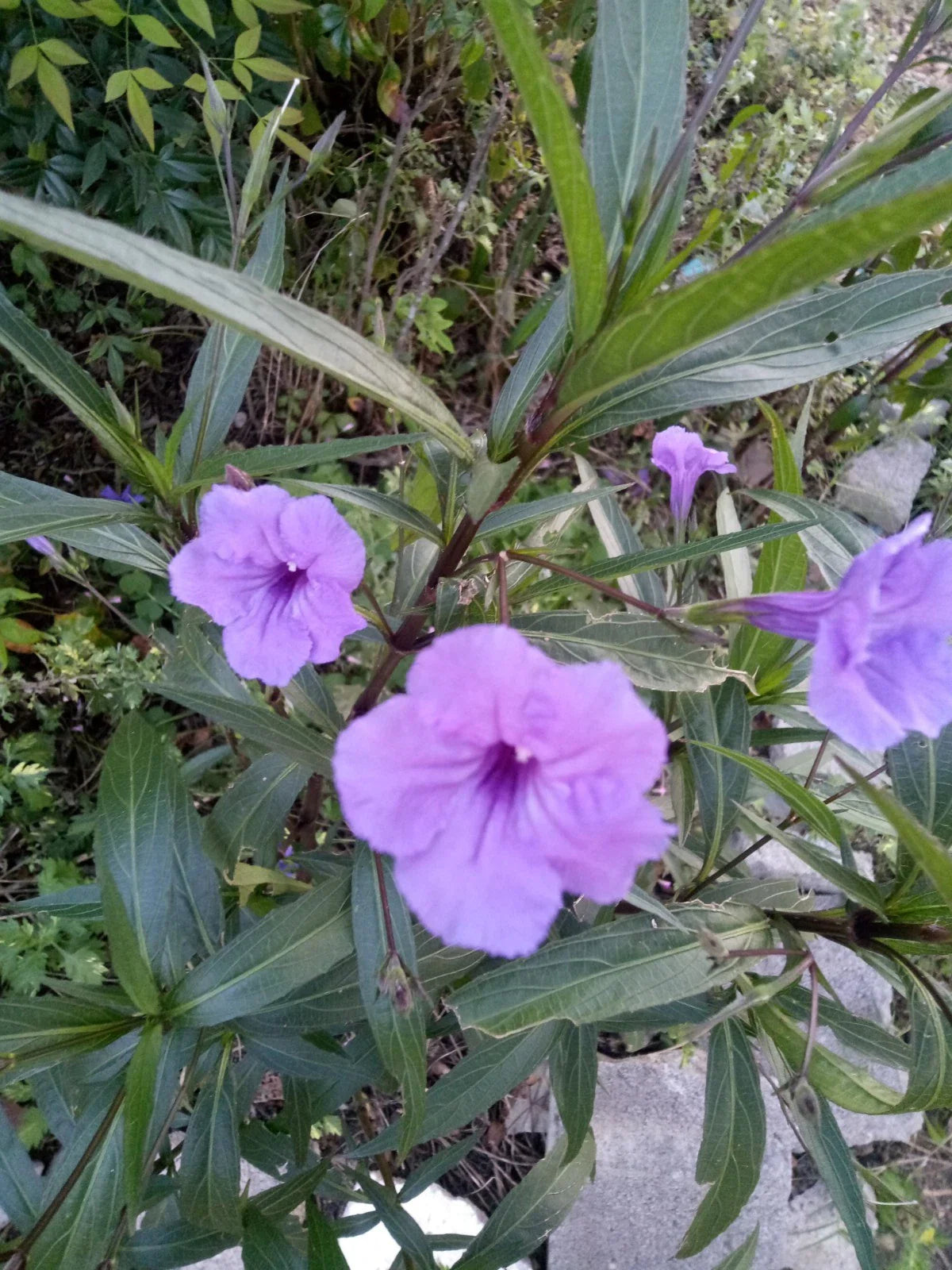 Purple Showers Mexican Petunia Rooted Cuttings - 15" Ruellia Simplex Plant for Garden or Home Decor