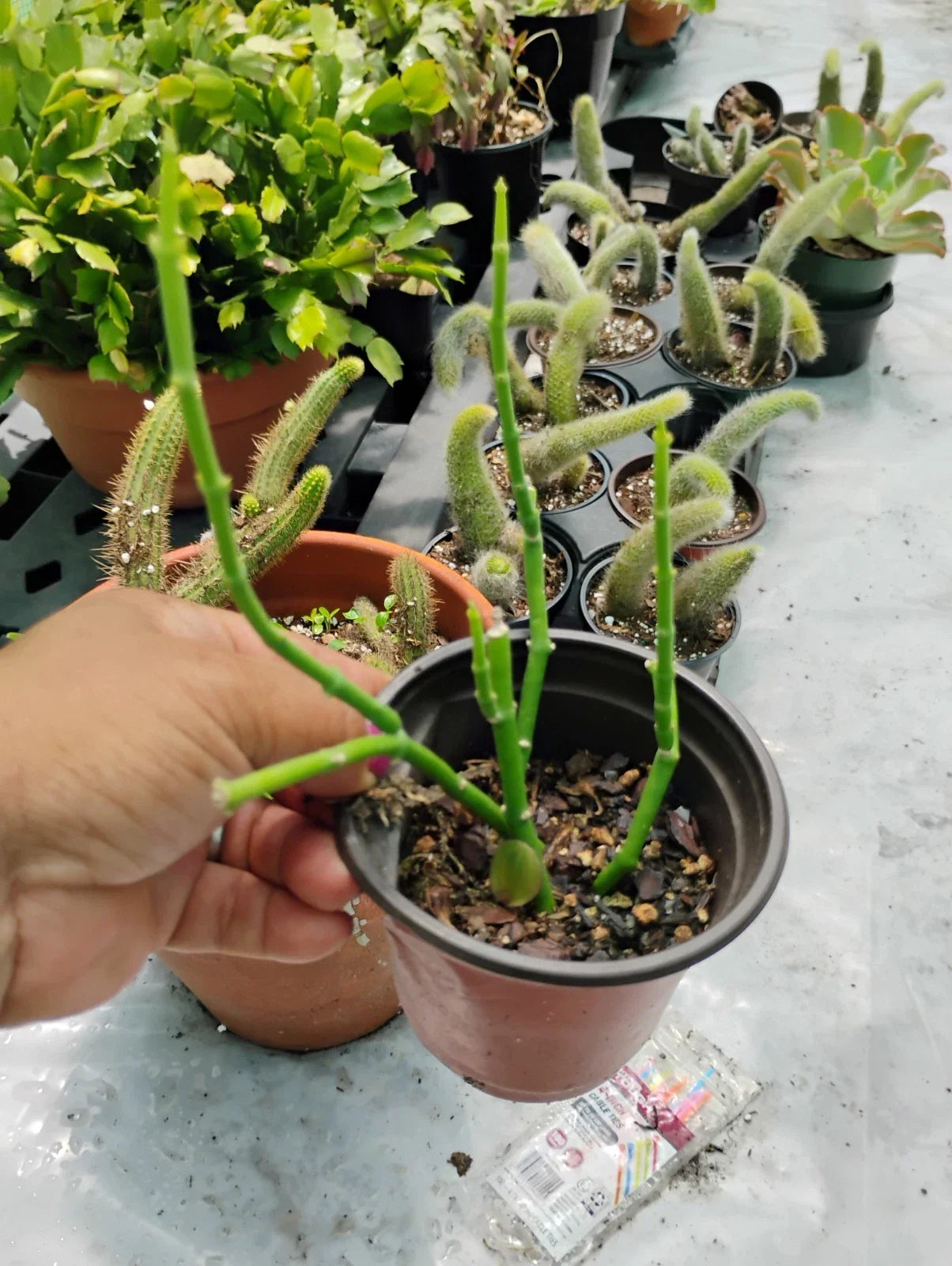 Sarcostemma Resiliens Plant in 4 Inch Pot | Resilient Green Climbing Vine | Rare Indoor Houseplant