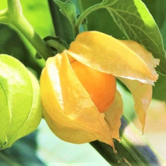 Strawberry Ground Cherry Seeds - Orange Yellow Gooseberry - Ideal for 2025 Planting - Physalis pruinosa