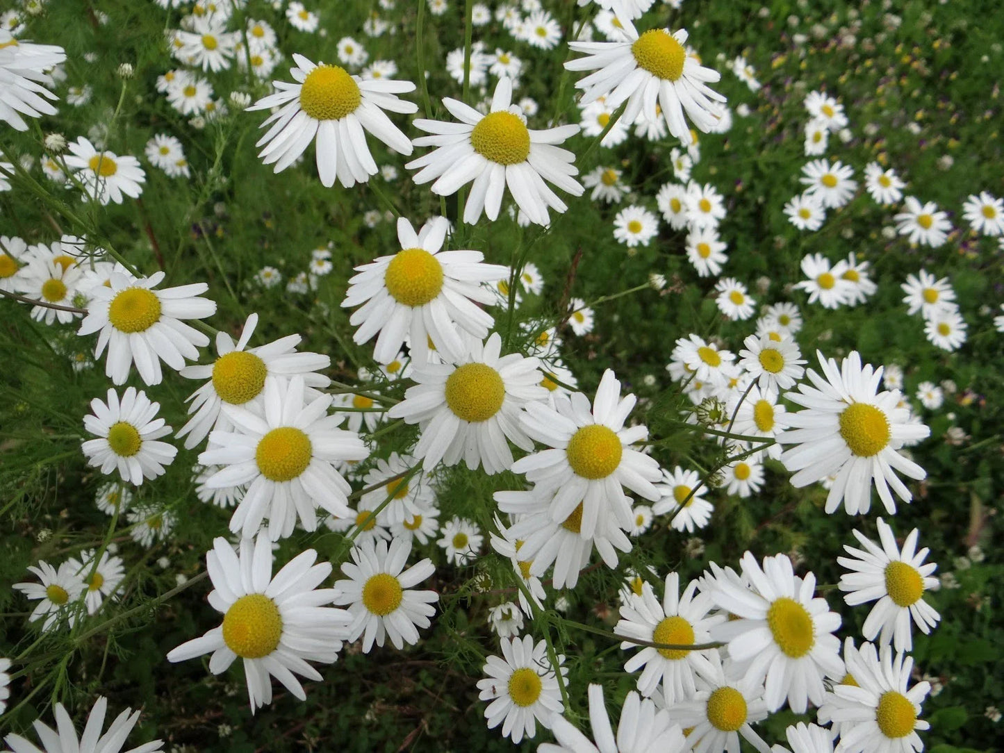 Chamomile Herb Seeds - 500+ Fresh Seeds - Matricaria chamomilla - Organic Garden Seeds for Tea and Culinary Use