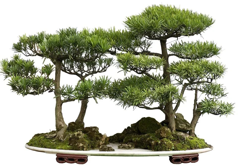 Bonsai Tree Seeds - 30 Seeds - Western Red Cedar - Thuja plicata