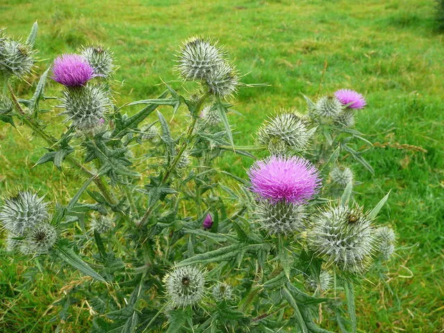 Spear Thistle Seeds 200+ Pack for Garden Planting - Cirsium vulgare - USA Grown, Non-GMO, Free Shipping