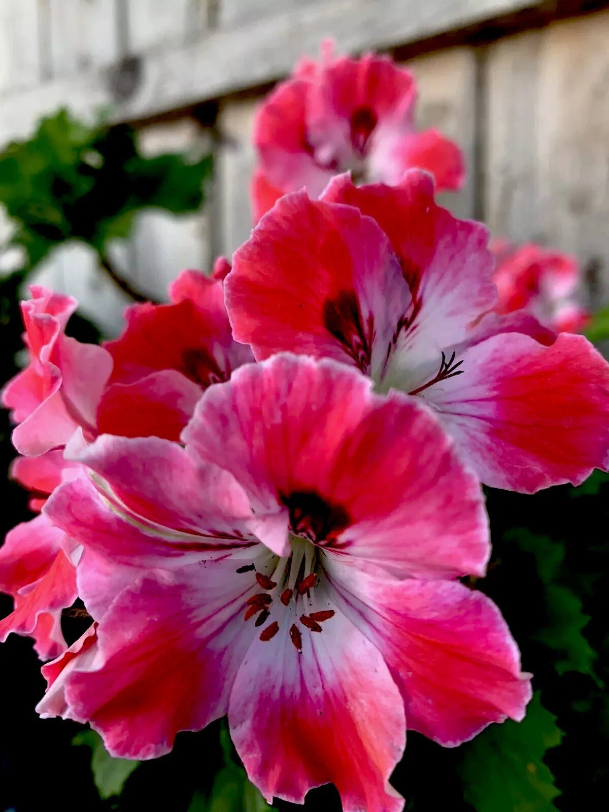 Geranium Cuttings, 3 Starter Cuttings, Reddish Pink and Maroon, Pelargonium spp.