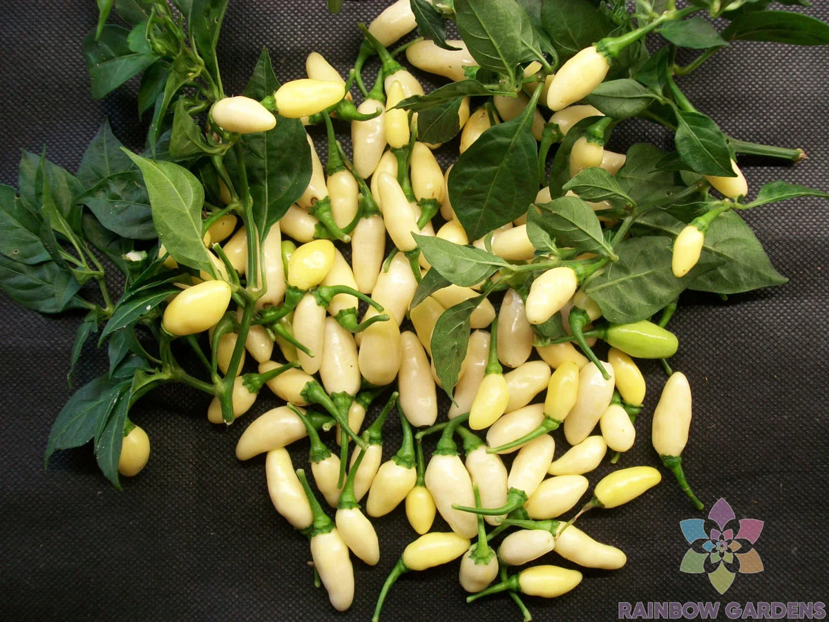 White Bullet Habanero Hot Pepper Seeds - 25+ Pack - Capsicum chinense - Ideal for Garden Planting - USA