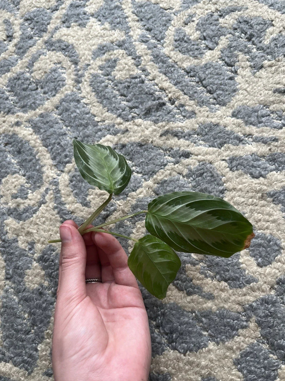 Maranta Silver Band Cutting - 3 Leaves 2 Nodes - Rare Tropical Plant - Maranta leuconeura - US Seller