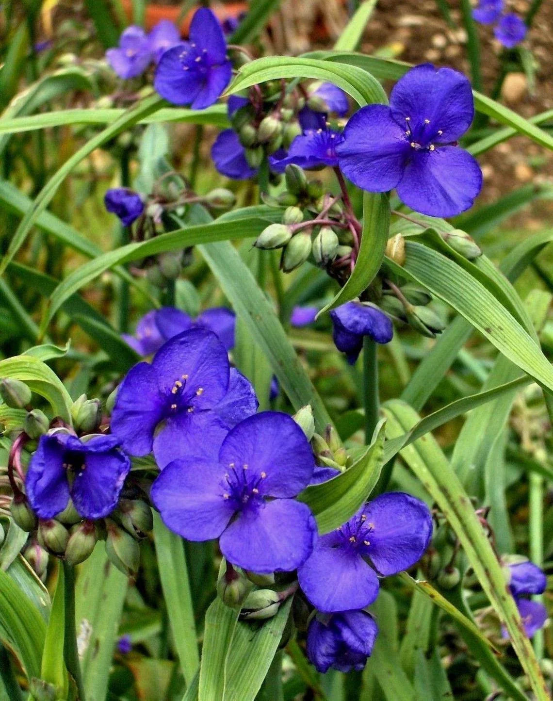 Live Spiderwort Plant - Bluejacket Flower - Tradescantia - Well Rooted for Easy Planting