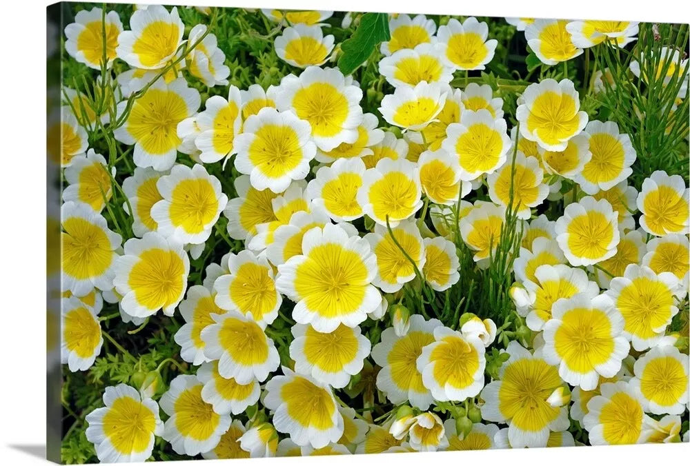 Limnantes Poached Egg Flower Seeds - 50 Pack - Bright Yellow Blooms - Annual Wildflower Seed Mix