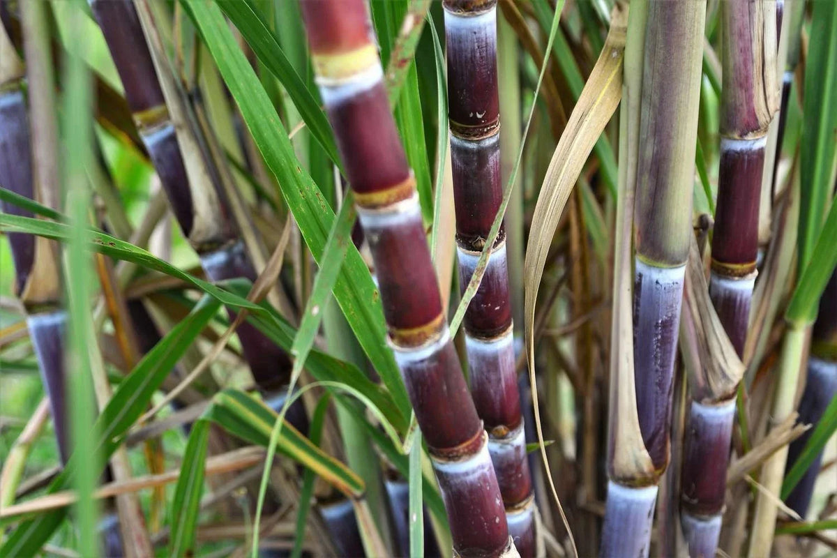 Sugarcane Cuttings - 3 Pieces with Multiple Nodes - Sweet Varietal - Saccharum officinarum