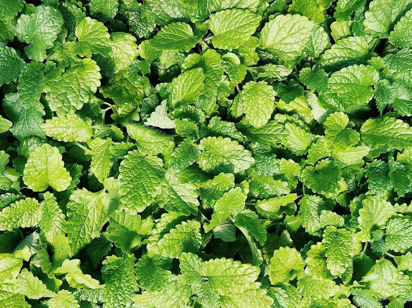 Culinary Spearmint Seeds - 200+ Organic Mentha spicata Seeds for Herb Garden - Free US Shipping