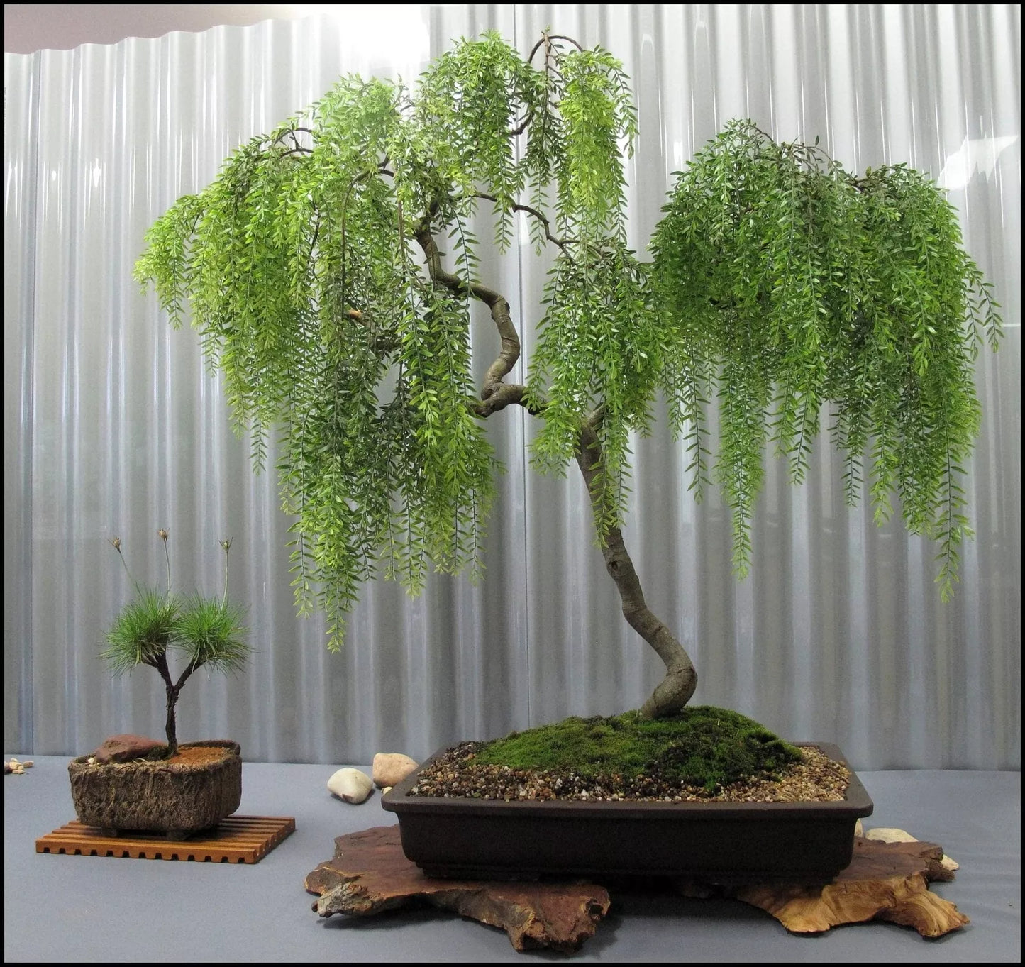 Live Dwarf Australian Weeping Willow Bonsai Tree - Fast Growing, Indoor/Outdoor - Salix babylonica 'Crispa'