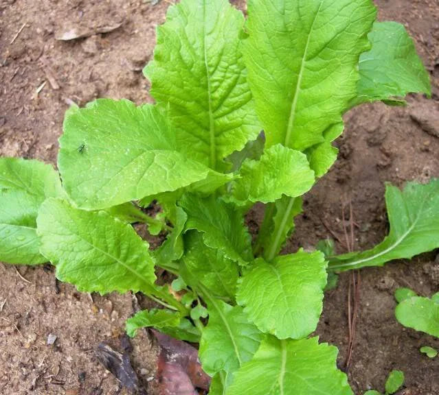 Turnip Seed - 1000 Seeds - Heirloom Seven Top Variety - Non-GMO Vegetable