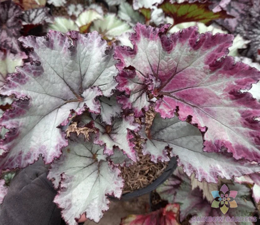 Satin Jazz Begonia Seeds - 25+ Pack for Garden Planting - Perfect for USA Gardens - (Begonia 'Satin Jazz')