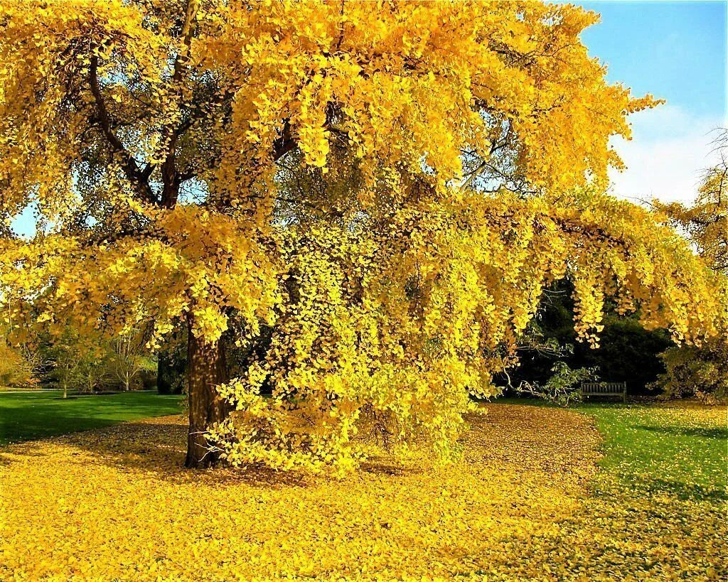 Ginkgo Biloba Seeds - 5+ Fresh Maidenhair Tree Seeds for Landscape or Bonsai - Ginkgo biloba