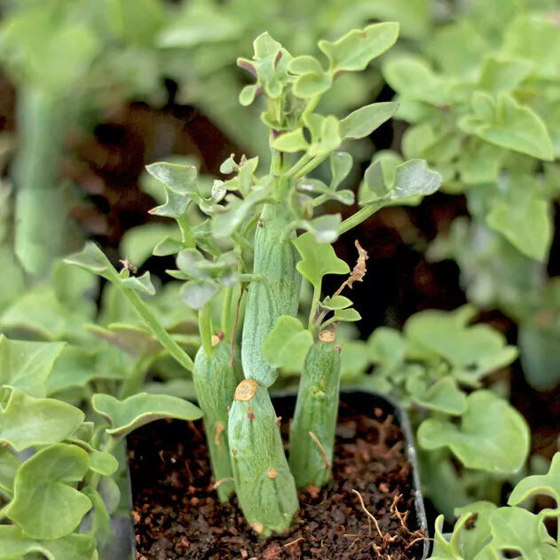 Senecio Articulatus Candle Plant Cutting - 4" Long Rare Curiously Looking Succulent