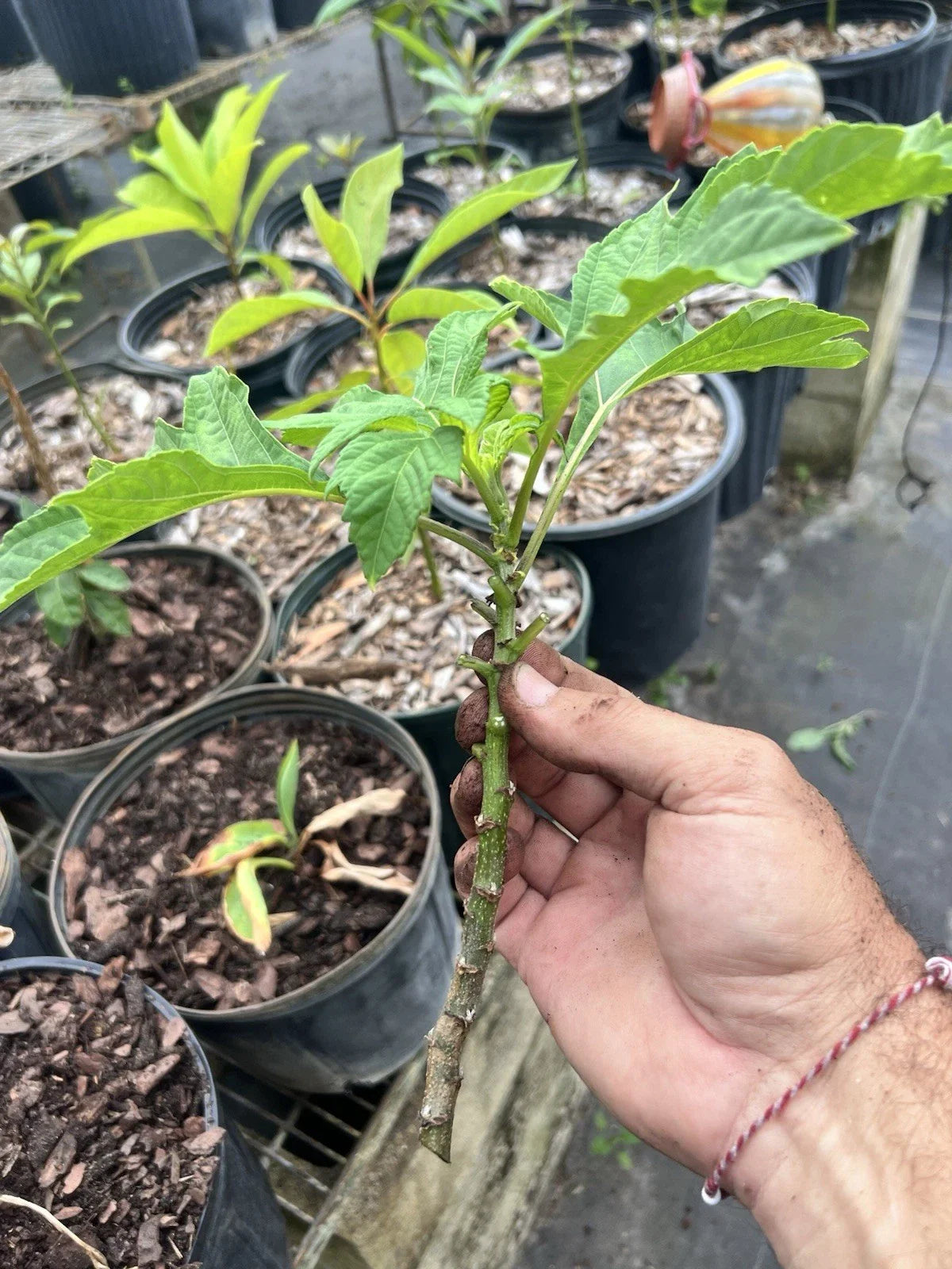 Mexican Sunflower Live Cuttings - Tithonia Diversifolia - 15 Cuttings for Gardens and Landscaping