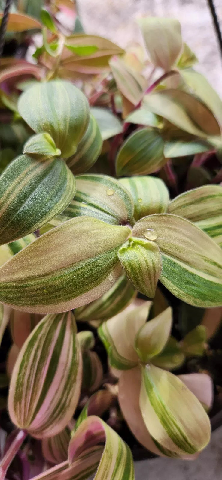Variegated Baby Bunny Bellies Plant - 4" Basket - Wandering Jew Tradescantia Houseplant