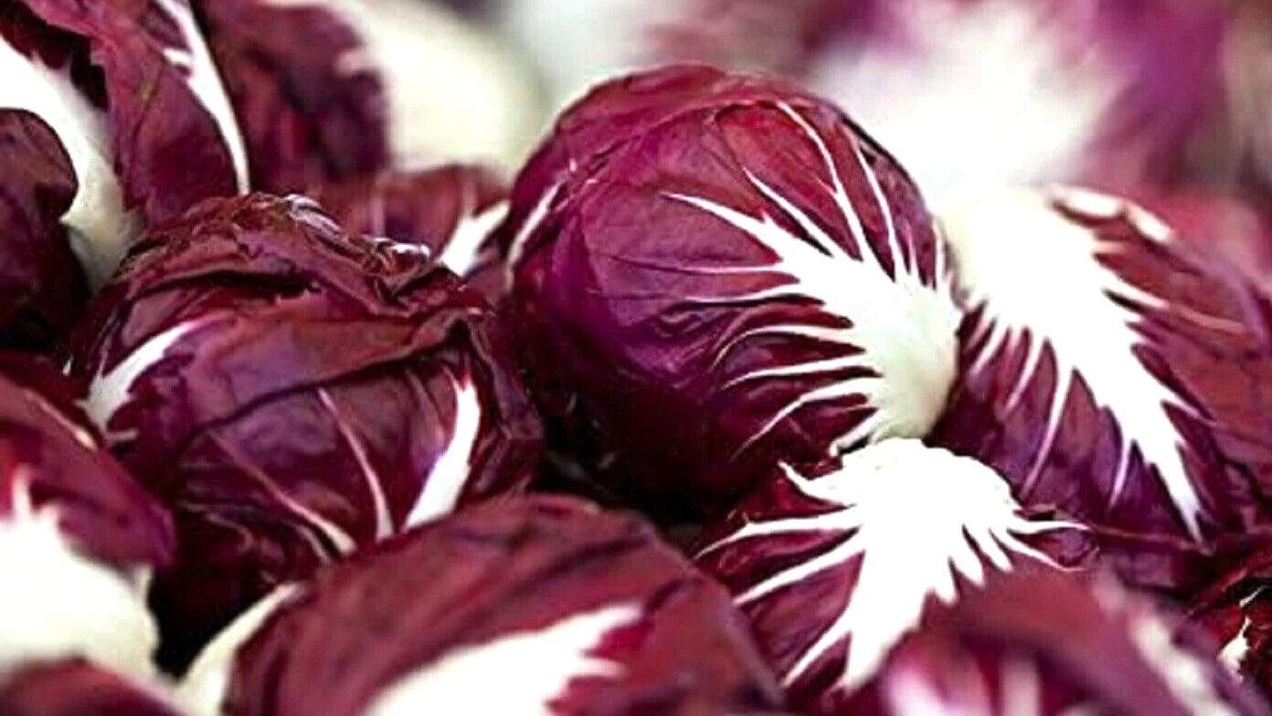 Red Verona Radicchio Seeds 300+ Non-GMO Chicory Seeds for Planting (Cichorium intybus)