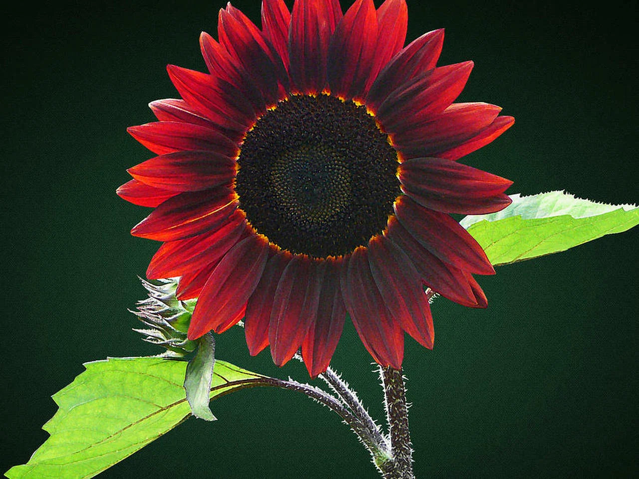 Chocolate Sunflower Seeds for Planting - 200 Pack - Helianthus annuus