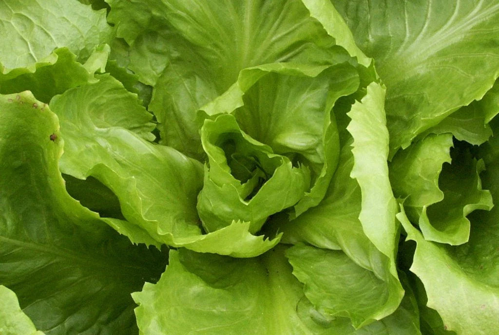 Endive Seed - Batavian Full Heart Variety - Fresh Seeds for Gardening (Cichorium endivia)