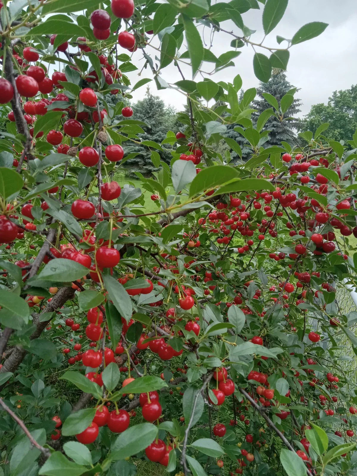 Live Small Vine Cherry Tree Bareroot Plant, Hardy Edible Fruit, Perfect for Zones 3-9, USA Seller - Prunus spp.