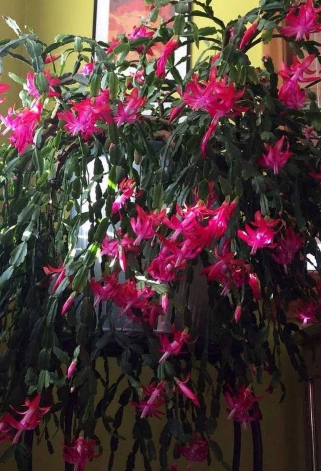 Christmas Cactus Starter Plant - Old Fashioned Pink - Schlumbergera truncata