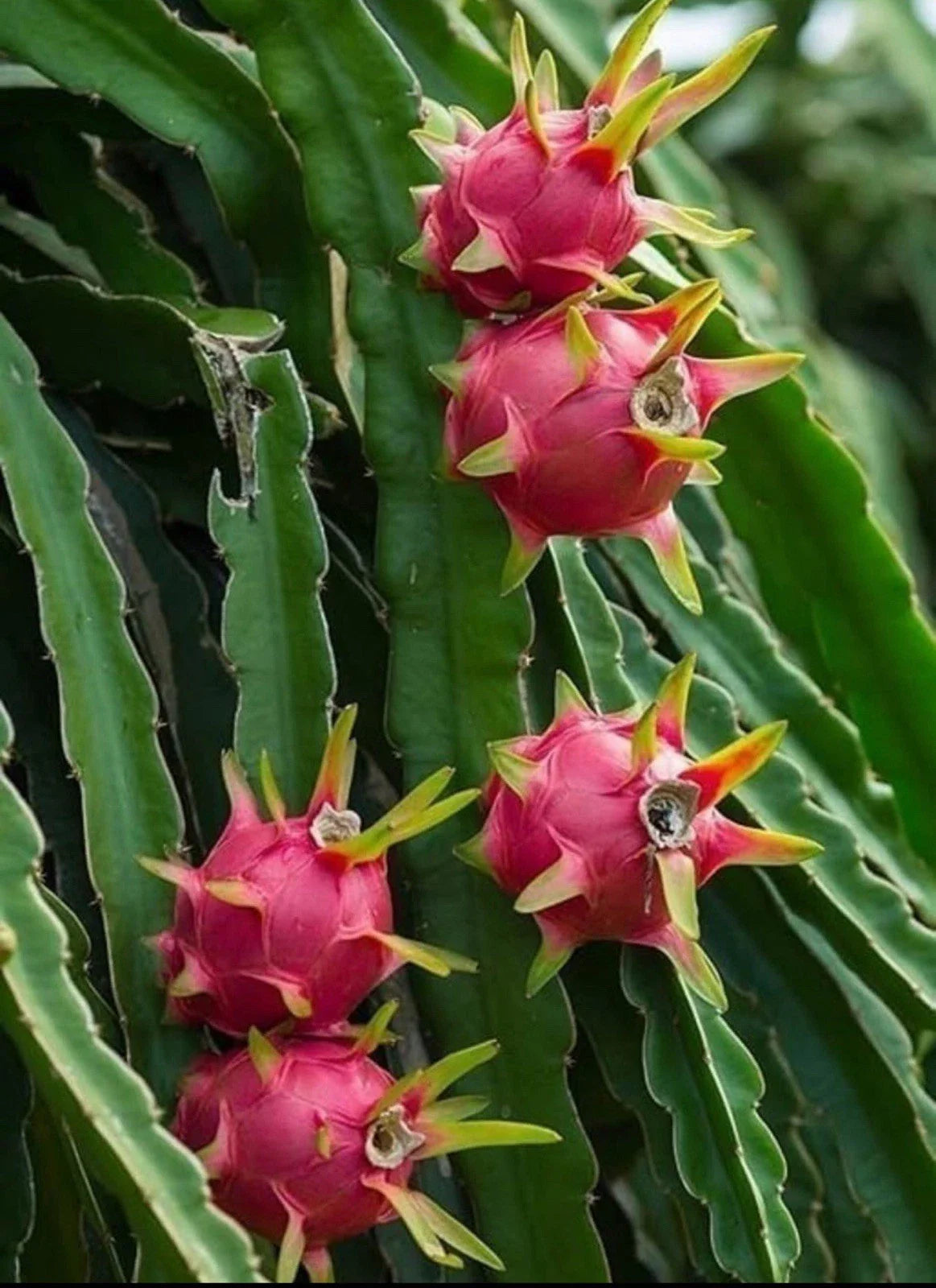 Dragon Fruit Cuttings - Rooted Plant - Pitaya Variety - Hylocereus undatus