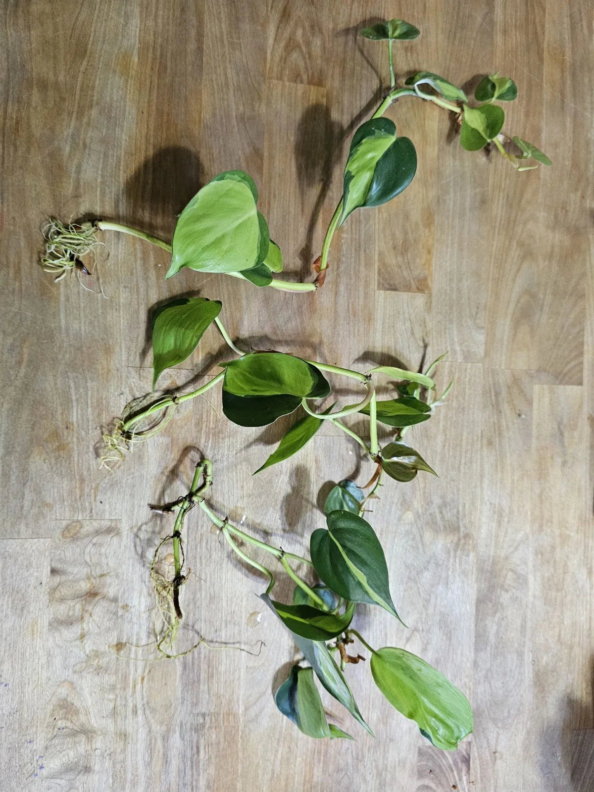 Philodendron Brazil Cuttings - Dark & Lime Green Variegated Leaves - Prerooted Plant Cuttings (Philodendron hederaceum)