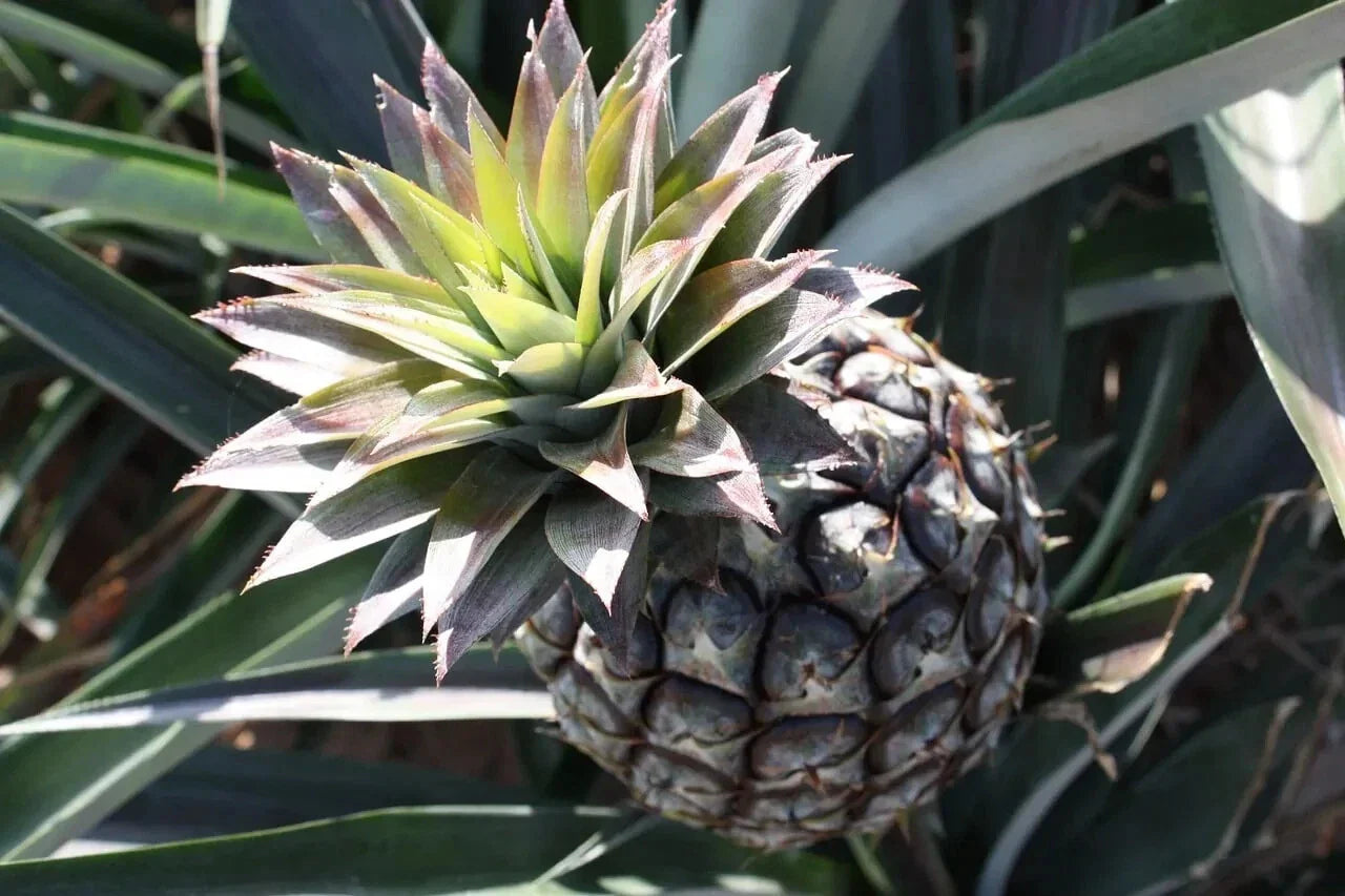 Monte Lirio Pineapple Seeds - 15+ Organic Seeds for Garden Planting - Ananas comosus - USA
