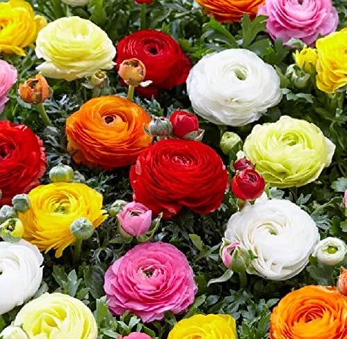 Mixed Peony Ranunculus Bulbs - 3 Large Healthy Bulbs - Ships from Iowa, USA - Flowering Plants for Garden