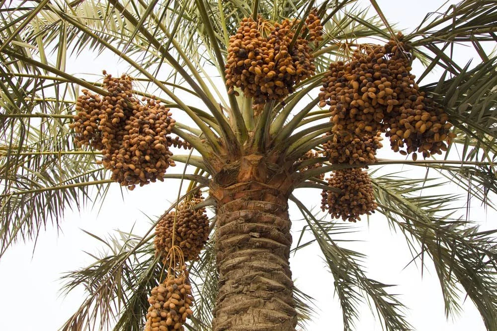 Wild Date Palm Seeds for Planting - 5 Seeds - Phoenix dactylifera - Ideal for Gardening and Landscaping