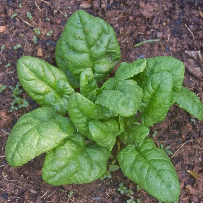 Spinach Seeds 100 Pack Non-Chemical Treated Bloomsdale Spinacia oleracea Organic Gardening