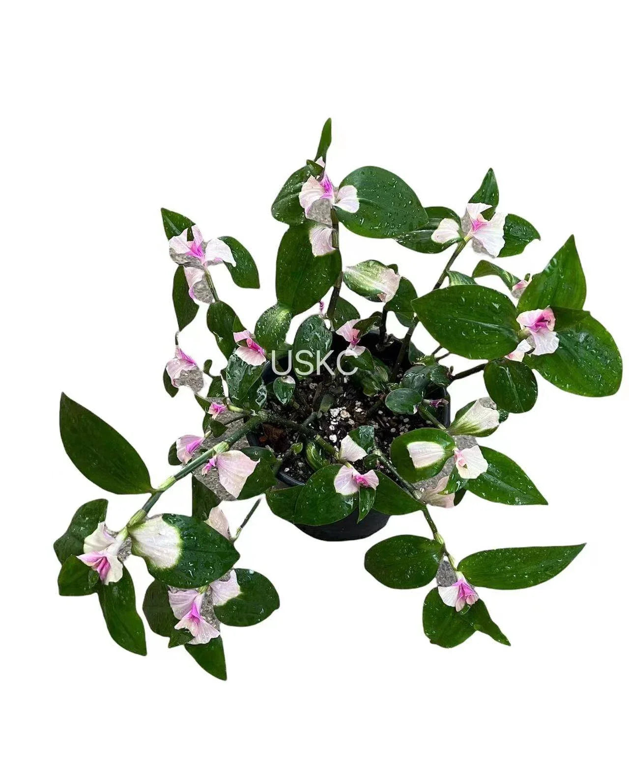 Cuttings Tradescantia Blushing Bride - Pink Variegated Houseplant Cuttings - Tradescantia fluminensis
