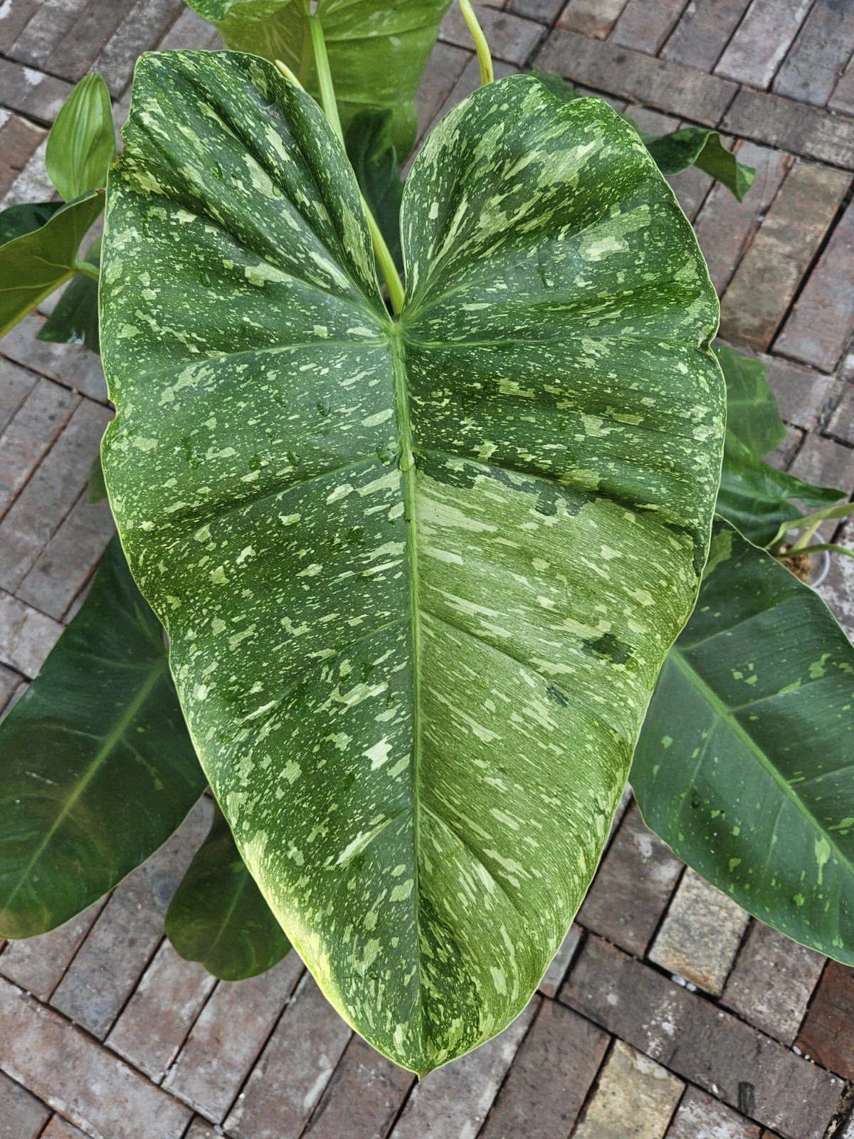 Rooted Philodendron Cutting - Jose Bueno Variety - Ideal for Indoor Plant Lovers - Philodendron Jose Bueno