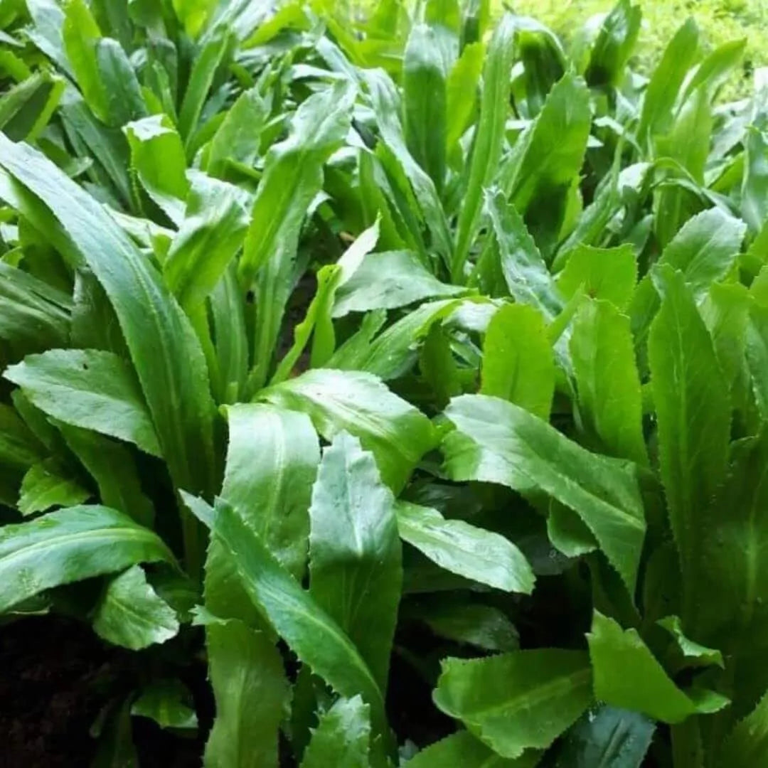 Culantro Seeds 500 Count Stinkweed Duck-Tongue Herb Sawtooth Herb Eryngium foetidum