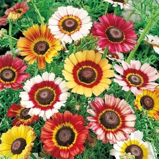 Mixed Tri-Color Painted Daisy Seeds - 200+ Pack - Garden Flowers - Bellis perennis - USA