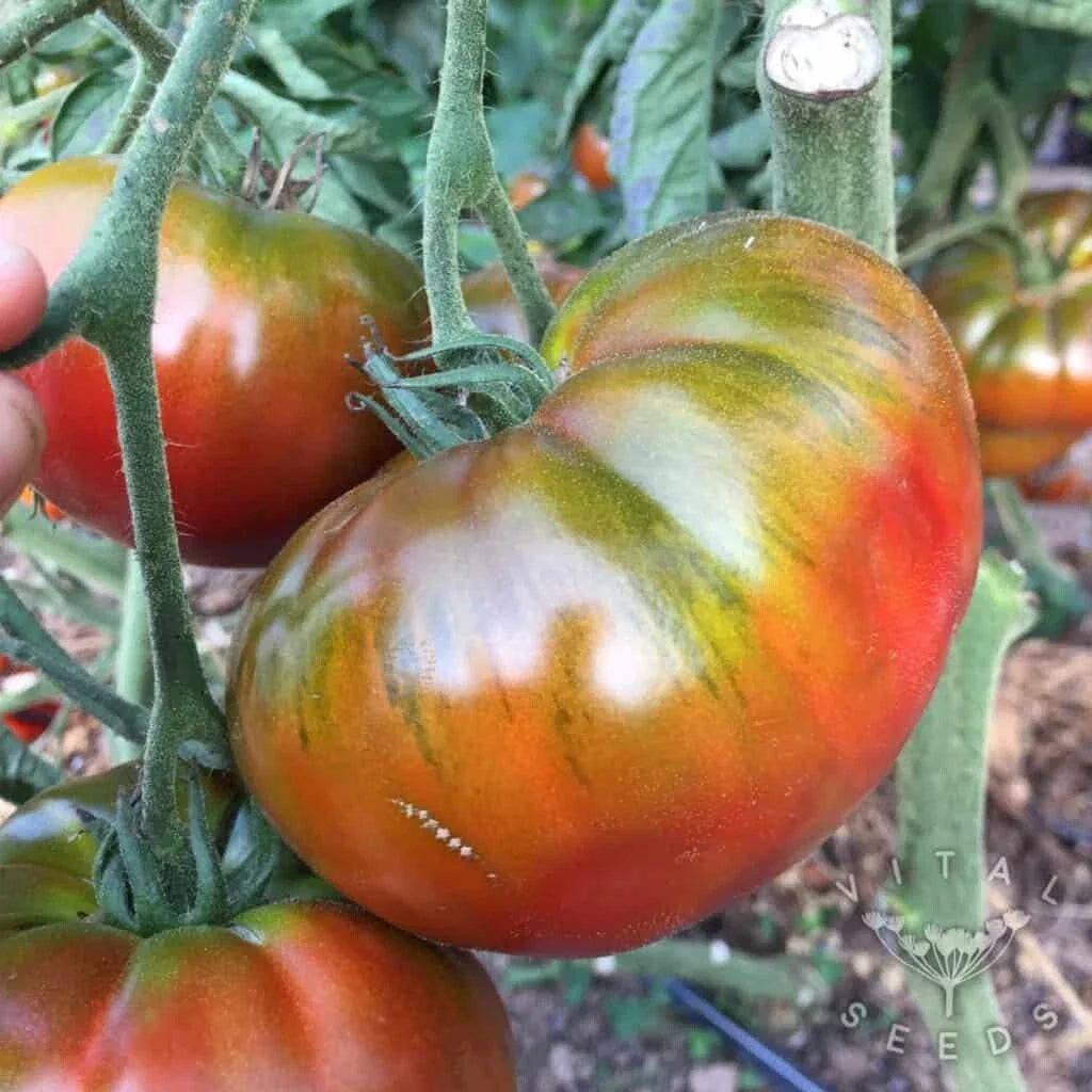 Paul Robeson Tomato Seeds - Organic Heirloom - 10+ Non-GMO - Rare Variety - Perfect for Home Gardens