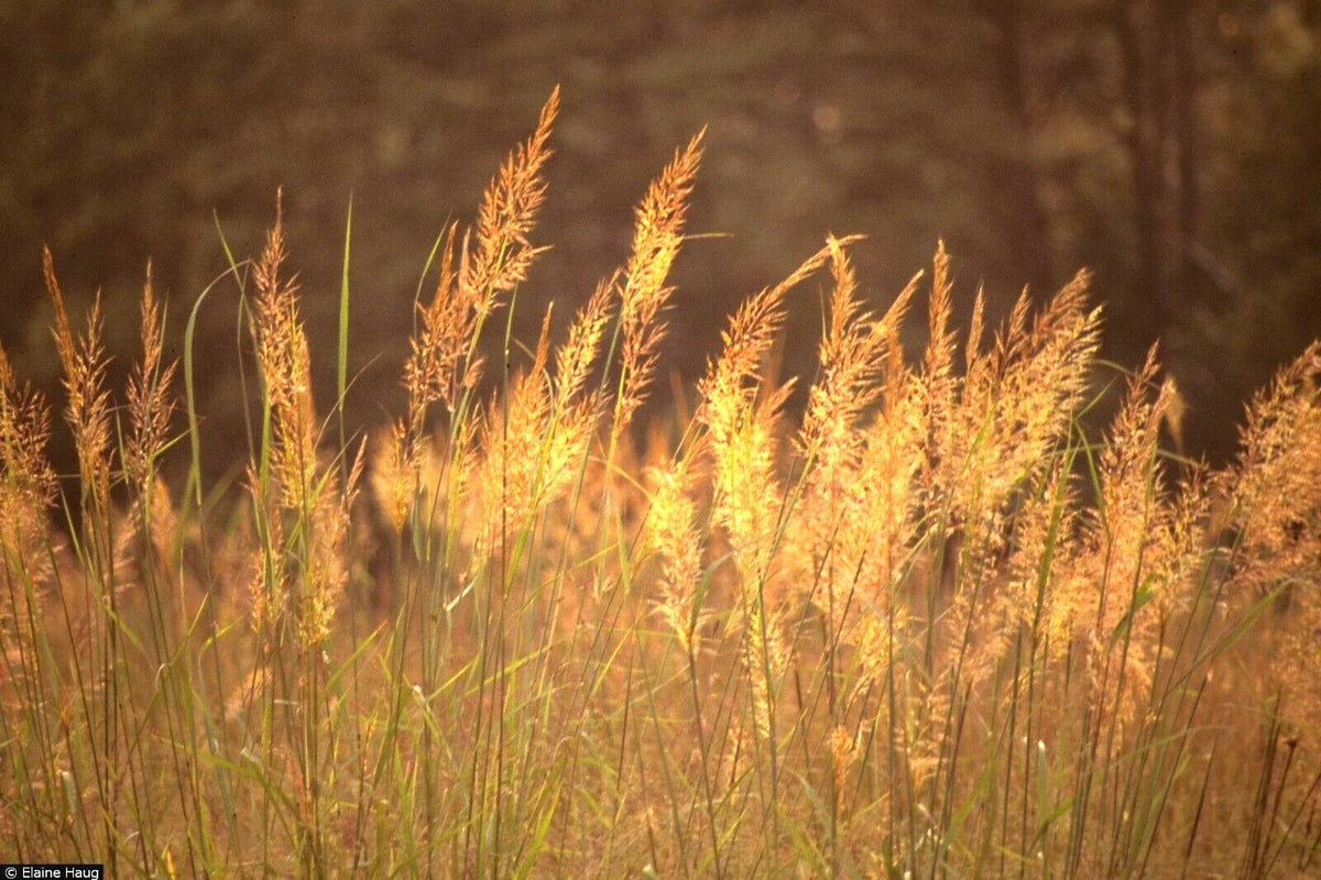 Indian Grass Seeds - 500+ Count - Native Prairie Wildflower - Ornamental for Poor Soils - Heat & Cold Tolerant (Sorghastrum nutans)
