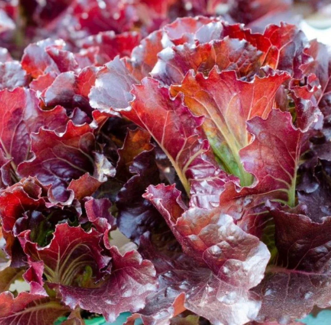 Ruby Leaf Lettuce Seeds 5,000+ Count | Non-GMO | Lactuca Sativa Seeds for Home Gardening