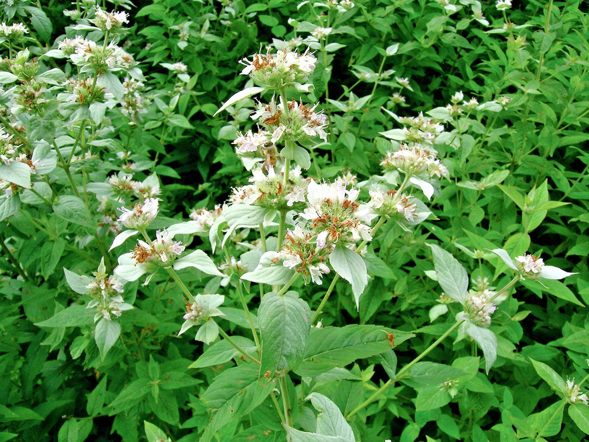 Mountain Mint Seeds - 500+ Edible Wildflower, Native Herb for Drought & Poor Soils, Shade Tolerant - Pycnanthemum virginianum