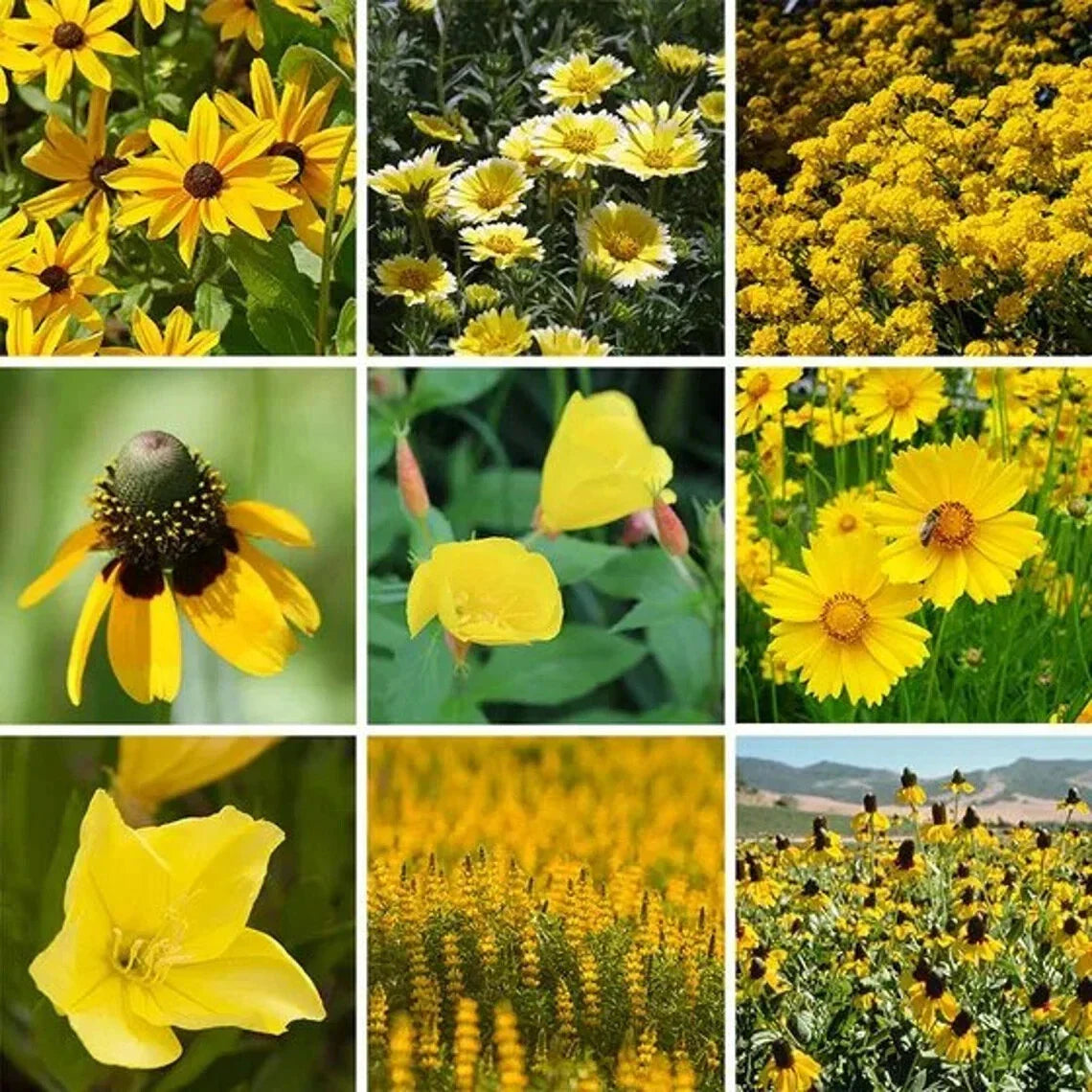 Yellow Wildflower Seed Mix 200 Count - Organic USA Seeds for Pollinators and Gardens - Native Wildflower Blend