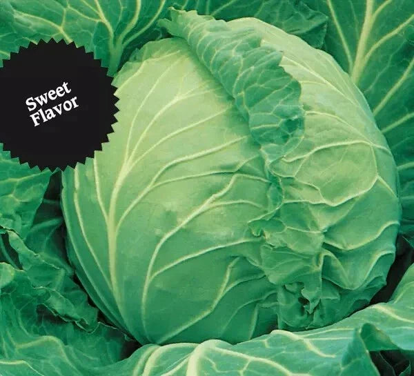 Cabbage Seeds 1000+ Heirloom Copenhagen Market NON-GMO Fresh Brassica oleracea